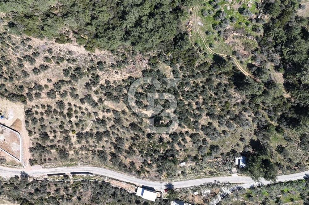 Kemalpaşa Gökyaka'da Satılık 11.445m² Zeytinlik