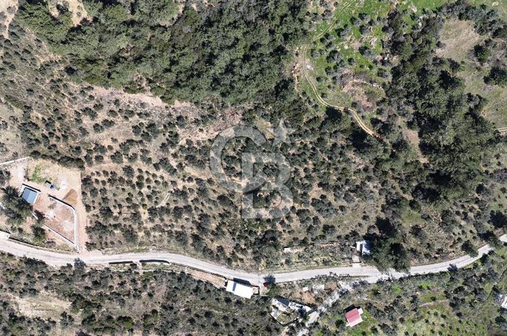 Kemalpaşa Gökyaka'da Satılık 11.445m² Zeytinlik