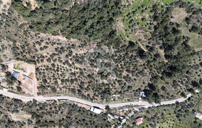 Kemalpaşa Gökyaka'da Satılık 11.445m² Zeytinlik