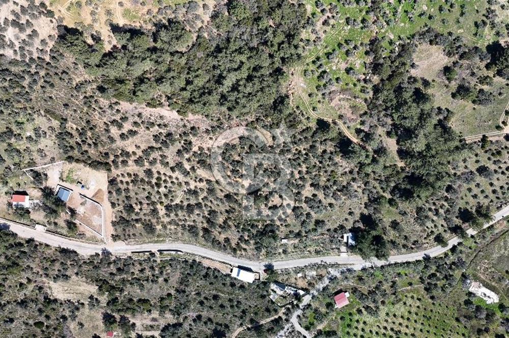 Kemalpaşa Gökyaka'da Satılık 11.445m² Zeytinlik