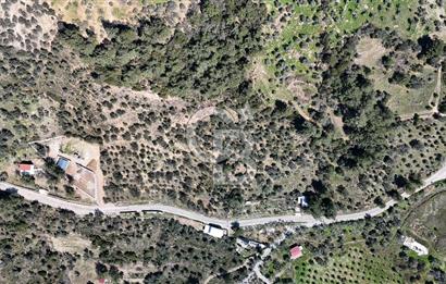 Kemalpaşa Gökyaka'da Satılık 11.445m² Zeytinlik