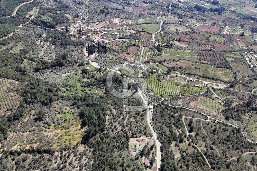 Kemalpaşa Gökyaka'da Satılık 11.445m² Zeytinlik