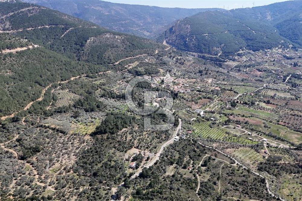 Kemalpaşa Gökyaka'da Satılık 11.445m² Zeytinlik