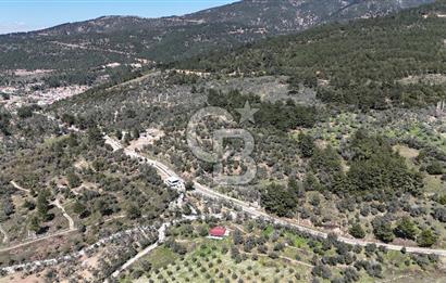 Kemalpaşa Gökyaka'da Satılık 11.445m² Zeytinlik