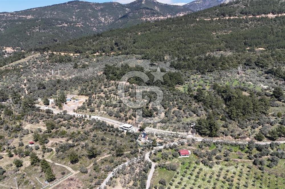Kemalpaşa Gökyaka'da Satılık 11.445m² Zeytinlik
