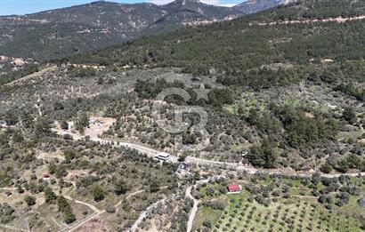 Kemalpaşa Gökyaka'da Satılık 11.445m² Zeytinlik