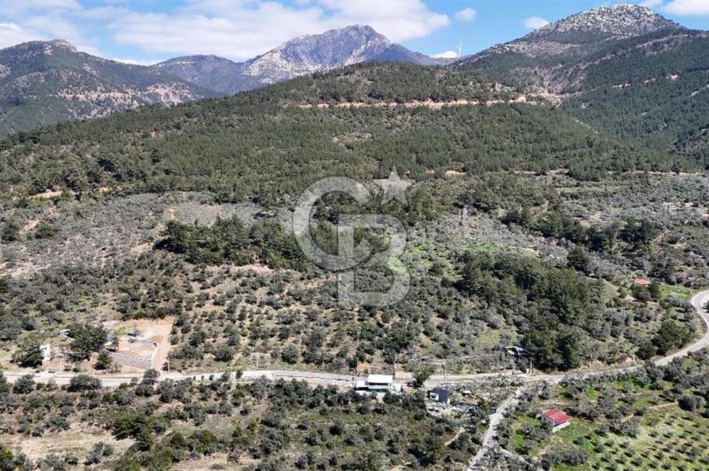 Kemalpaşa Gökyaka'da Satılık 11.445m² Zeytinlik
