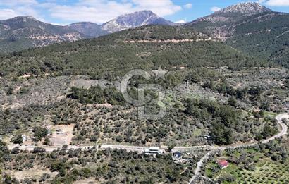 Kemalpaşa Gökyaka'da Satılık 11.445m² Zeytinlik