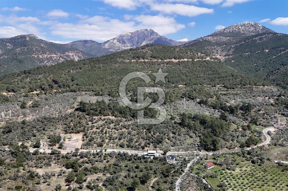 Kemalpaşa Gökyaka'da Satılık 11.445m² Zeytinlik