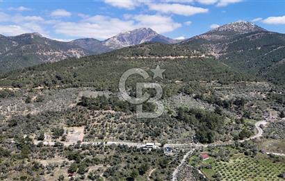 Kemalpaşa Gökyaka'da Satılık 11.445m² Zeytinlik