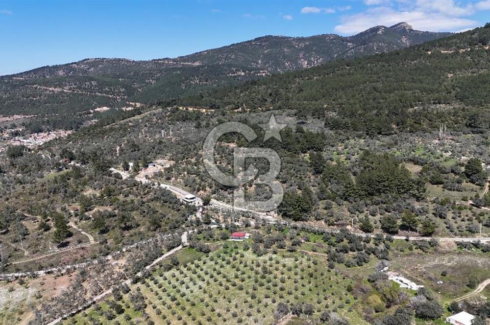 Kemalpaşa Gökyaka'da Satılık 11.445m² Zeytinlik
