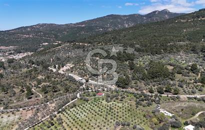 Kemalpaşa Gökyaka'da Satılık 11.445m² Zeytinlik