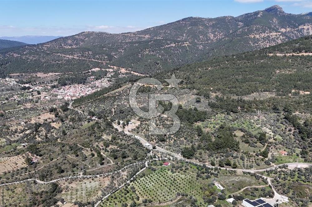Kemalpaşa Gökyaka'da Satılık 11.445m² Zeytinlik
