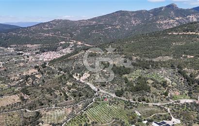 Kemalpaşa Gökyaka'da Satılık 11.445m² Zeytinlik