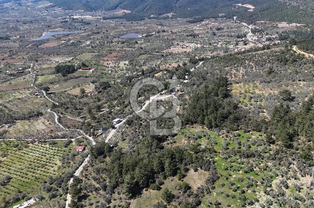 Kemalpaşa Gökyaka'da Satılık 11.445m² Zeytinlik