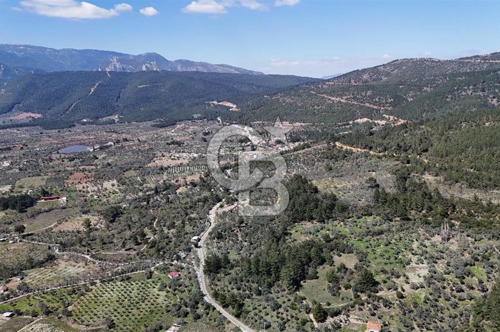 Kemalpaşa Gökyaka'da Satılık 11.445m² Zeytinlik
