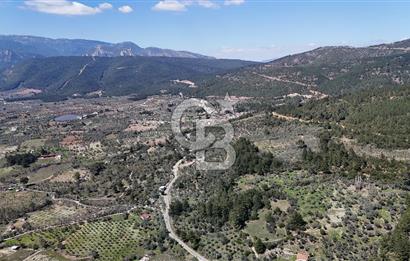 Kemalpaşa Gökyaka'da Satılık 11.445m² Zeytinlik