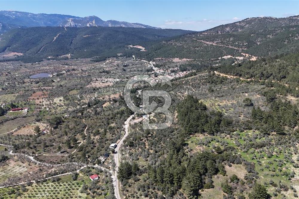 Kemalpaşa Gökyaka'da Satılık 11.445m² Zeytinlik