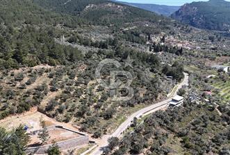 Kemalpaşa Gökyaka'da Satılık 11.445m² Zeytinlik - 1 - 376935