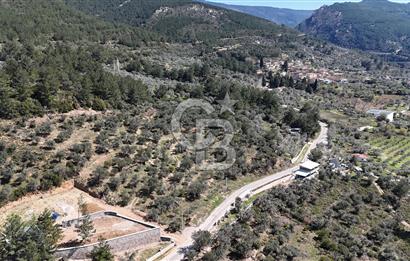 Kemalpaşa Gökyaka'da Satılık 11.445m² Zeytinlik