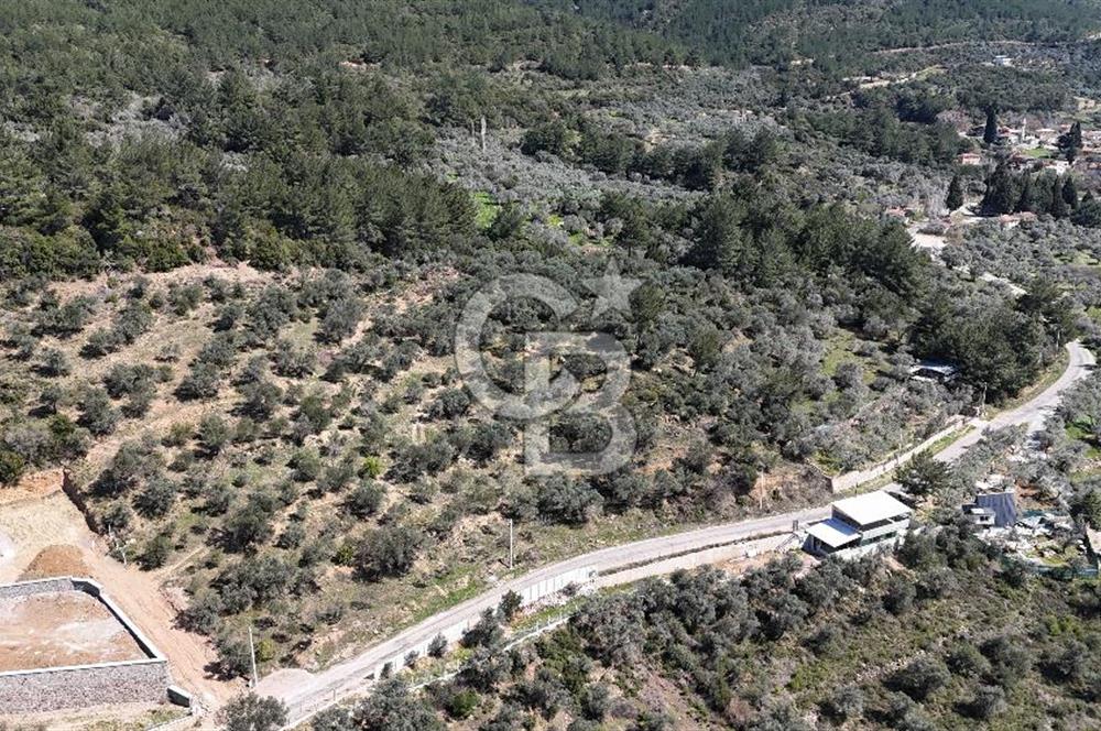 Kemalpaşa Gökyaka'da Satılık 11.445m² Zeytinlik