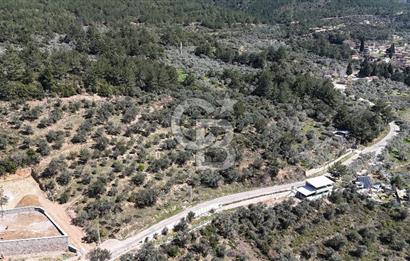 Kemalpaşa Gökyaka'da Satılık 11.445m² Zeytinlik
