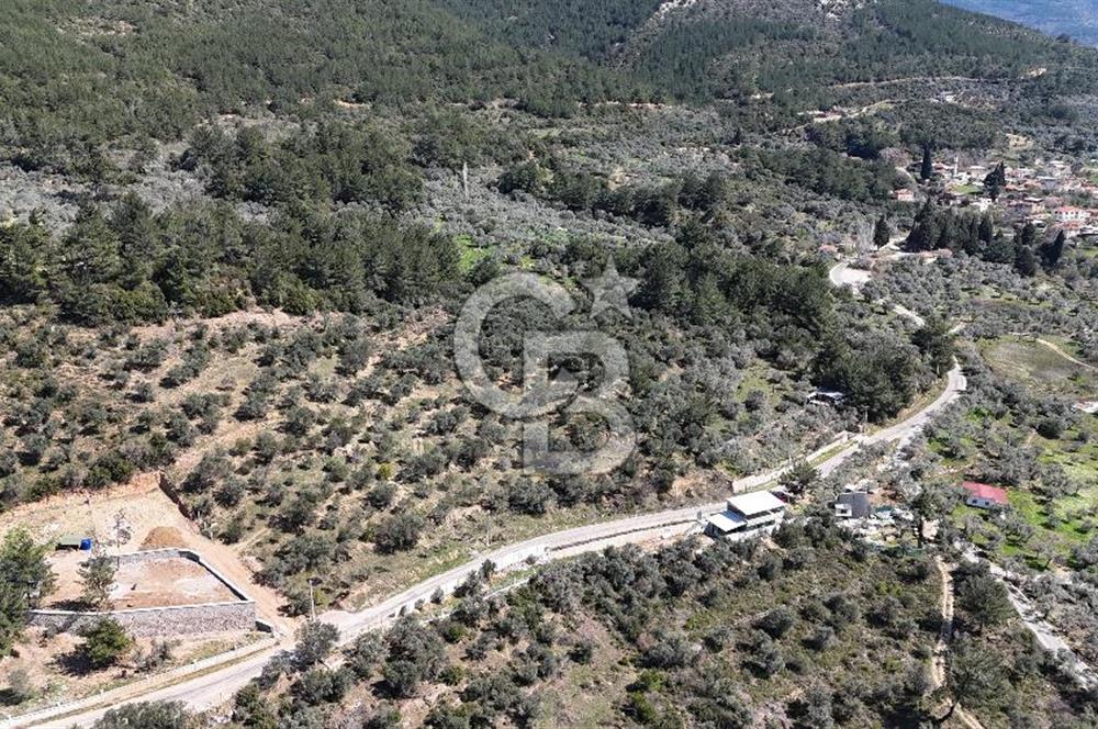 Kemalpaşa Gökyaka'da Satılık 11.445m² Zeytinlik