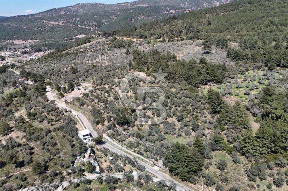 Kemalpaşa Gökyaka'da Satılık 11.445m² Zeytinlik