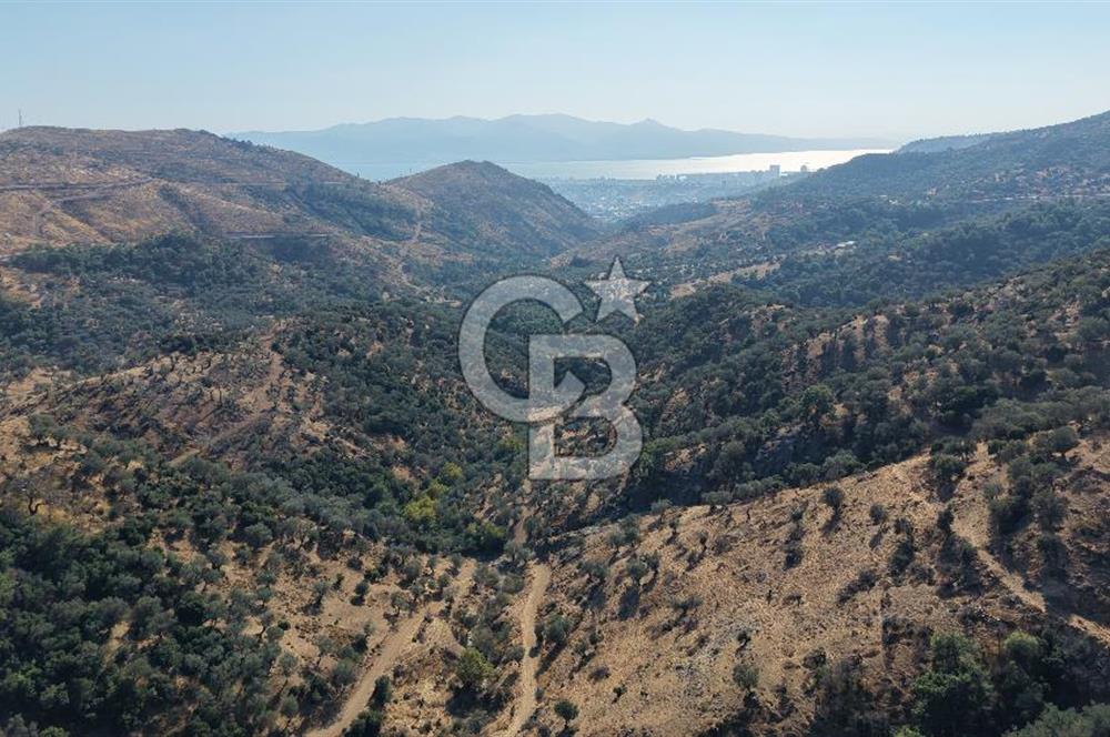 Karşıyaka Yamanlar köyü Şehir Manzaralı Satılık Zeytinlik