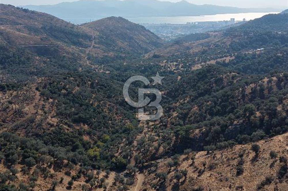 Karşıyaka Yamanlar köyü Şehir Manzaralı Satılık Zeytinlik
