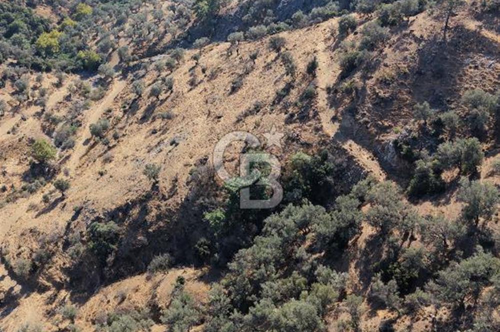 Karşıyaka Yamanlar köyü Şehir Manzaralı Satılık Zeytinlik