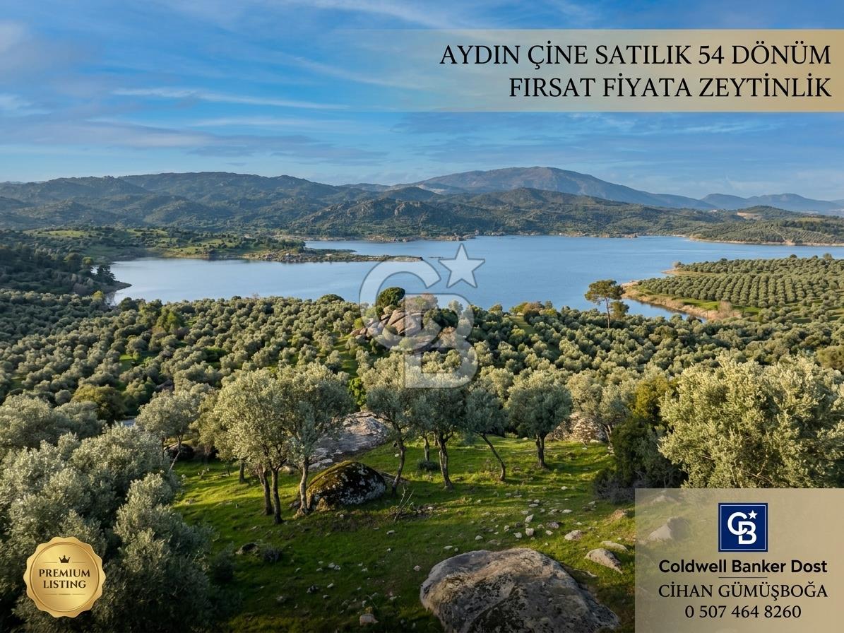 Aydın Çine'de Köye Yakın 54 Dönüm Satılık Bedava Zeytinlik