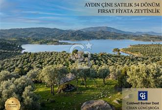 Aydın Çine'de Köye Yakın 54 Dönüm Satılık Bedava Zeytinlik - 1 - 377002