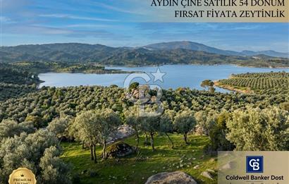 Aydın Çine'de Köye Yakın 54 Dönüm Satılık Bedava Zeytinlik