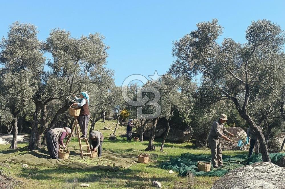 Aydın Çine'de Köye Yakın 54 Dönüm Satılık Bedava Zeytinlik
