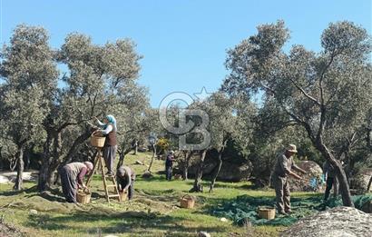 Aydın Çine'de Köye Yakın 54 Dönüm Satılık Bedava Zeytinlik
