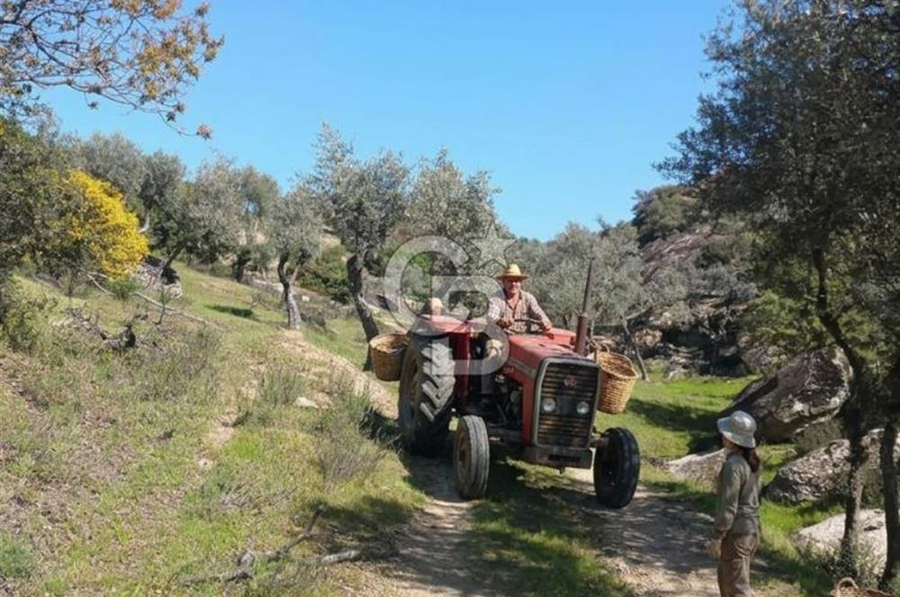 Aydın Çine'de Köye Yakın 54 Dönüm Satılık Bedava Zeytinlik