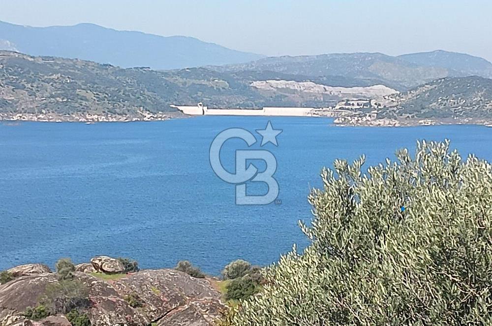 Aydın Çine'de Köye Yakın 54 Dönüm Satılık Bedava Zeytinlik