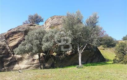 Aydın Çine'de Köye Yakın 54 Dönüm Satılık Bedava Zeytinlik