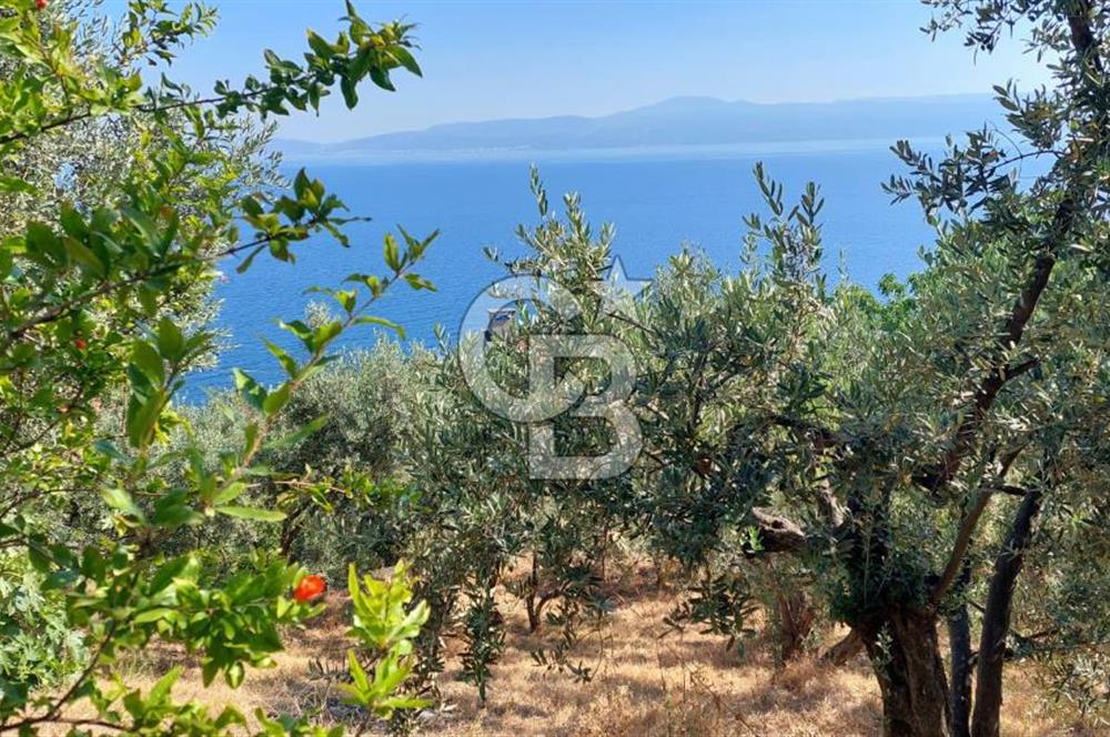MUDANYA KUMYAKA'DA DENİZE YAKIN SATILIK ARSA