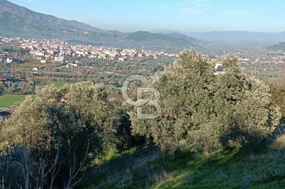 BEYDAĞ’DA ŞEHİR VE DOĞA MANZARALI SATILIK MÜSTAKİL ZEYTİNLİK