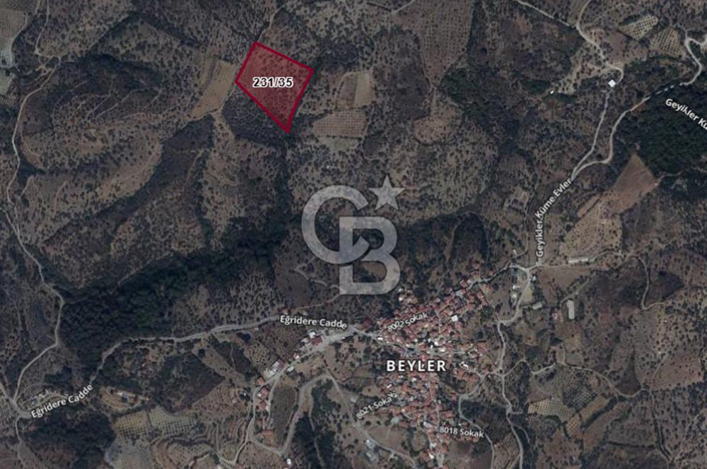 Seferihisar Beyler Köyü’nde Verimli Zeytinlik