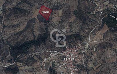Seferihisar Beyler Köyü’nde Verimli Zeytinlik