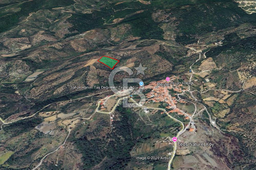 Seferihisar Beyler Köyü’nde Verimli Zeytinlik