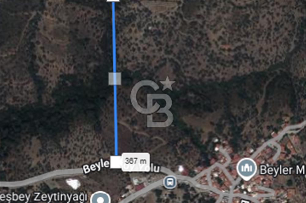 Seferihisar Beyler Köyü’nde Verimli Zeytinlik