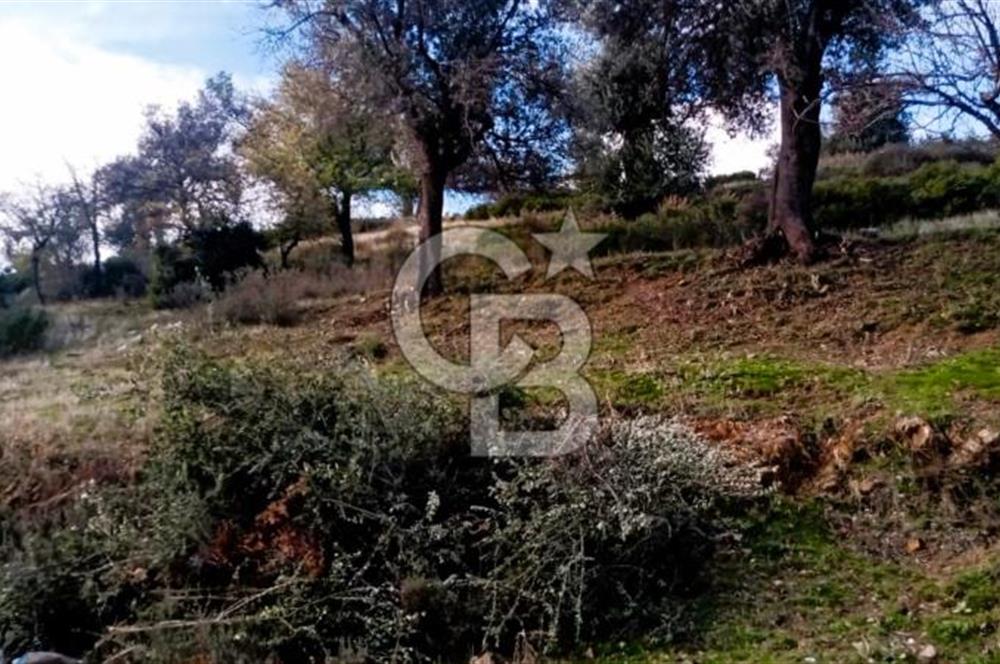 Seferihisar Beyler Köyü’nde Verimli Zeytinlik