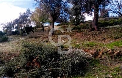Seferihisar Beyler Köyü’nde Verimli Zeytinlik