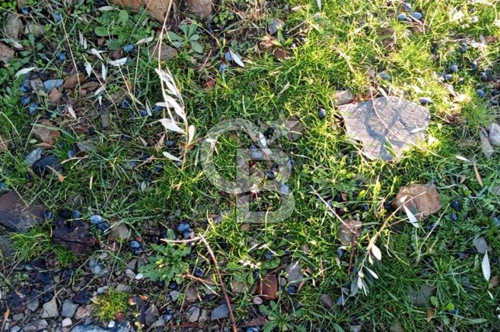 Seferihisar Beyler Köyü’nde Verimli Zeytinlik