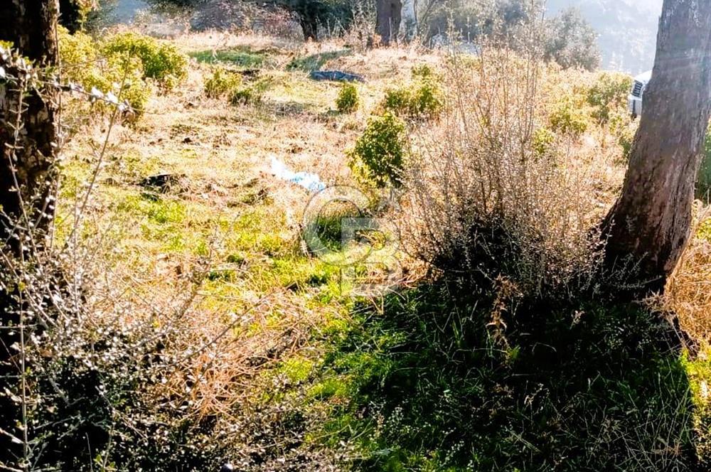 Seferihisar Beyler Köyü’nde Verimli Zeytinlik