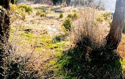 Seferihisar Beyler Köyü’nde Verimli Zeytinlik